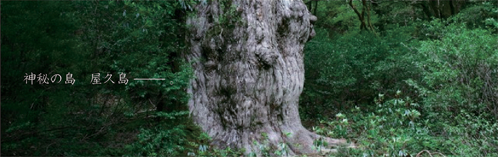 神秘の島 屋久島